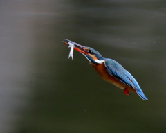 カワセミ - 3  20200212