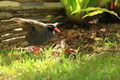 ヤンバルクイナ　蔵出