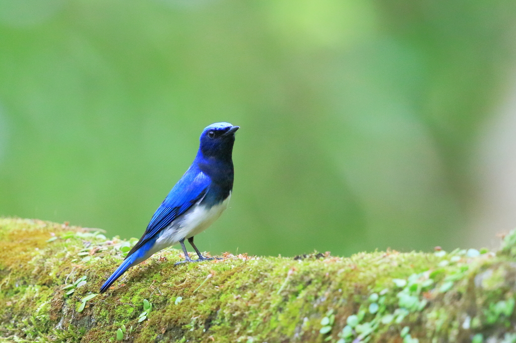 オオルリ　20180412