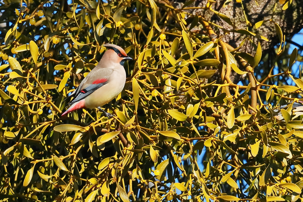 ヒレンジャク 3 20180208