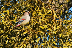 ヒレンジャク 3 20180208