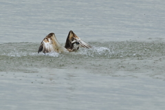 ミサゴ - 3　20171024