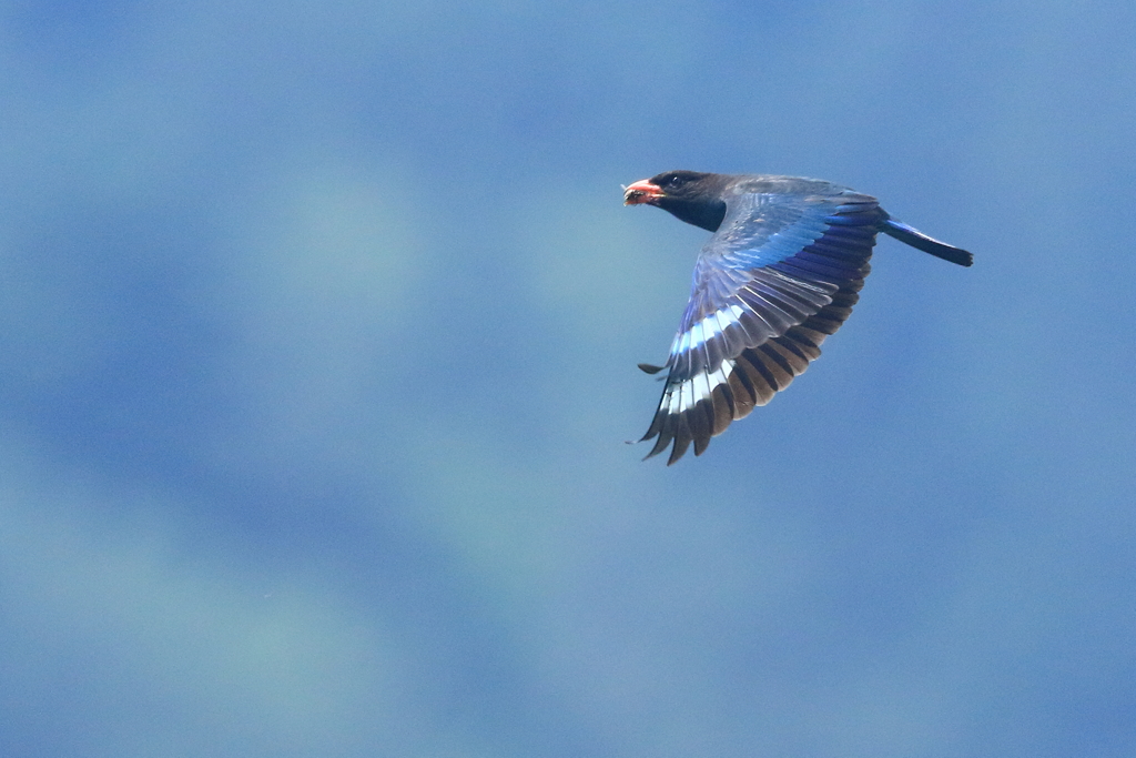 ブッポウソウ　20170620