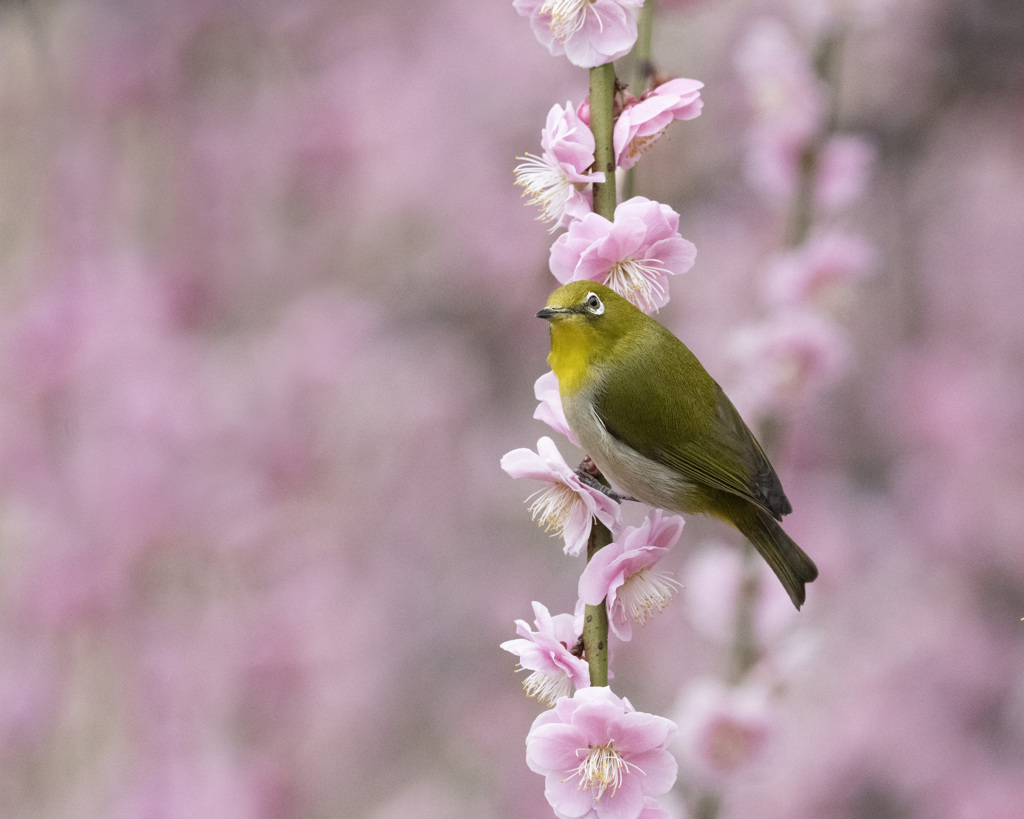 メジロ - 1  20200225