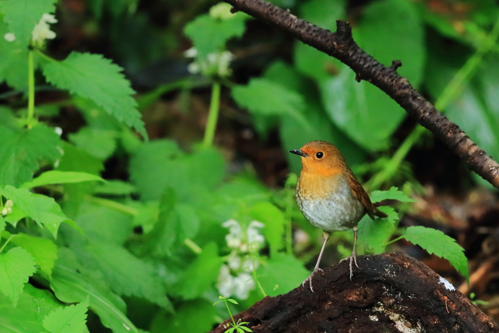 コマドリ(♀) - 1  20190425