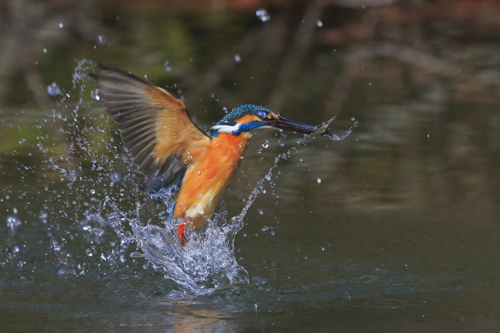 カワセミ　蔵出