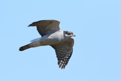 オオタカ 3 20180312