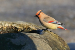 ヒレンジャク 1 20180208