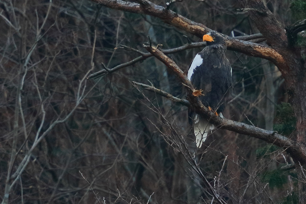 オオワシ　20171207