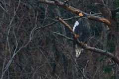 オオワシ　20171207