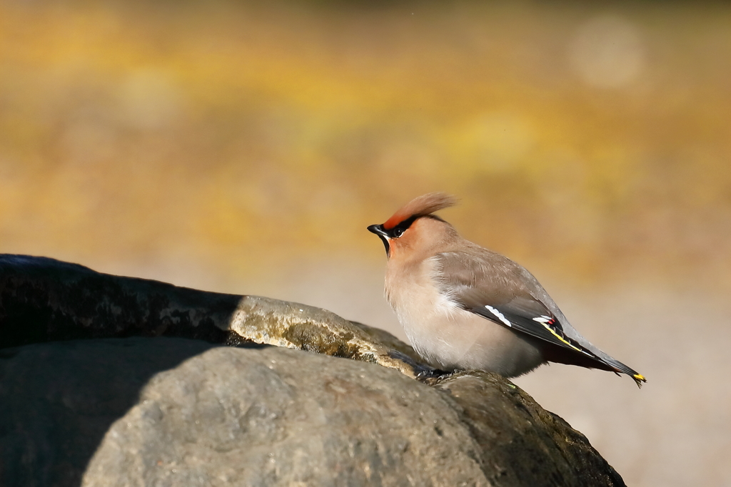 キ(黄)レンジャク　20180214