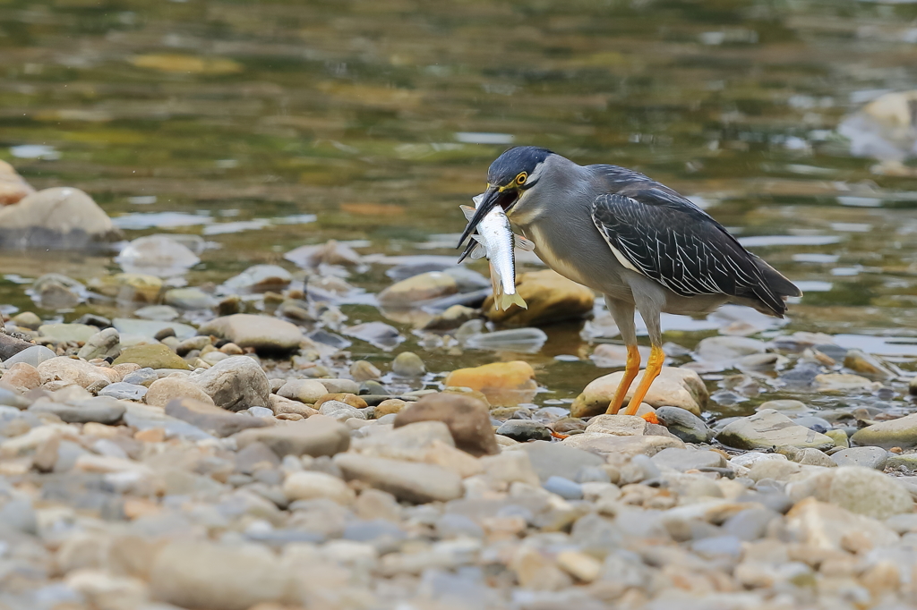 ササゴイ　20180627