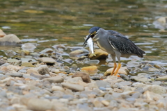 ササゴイ　20180627