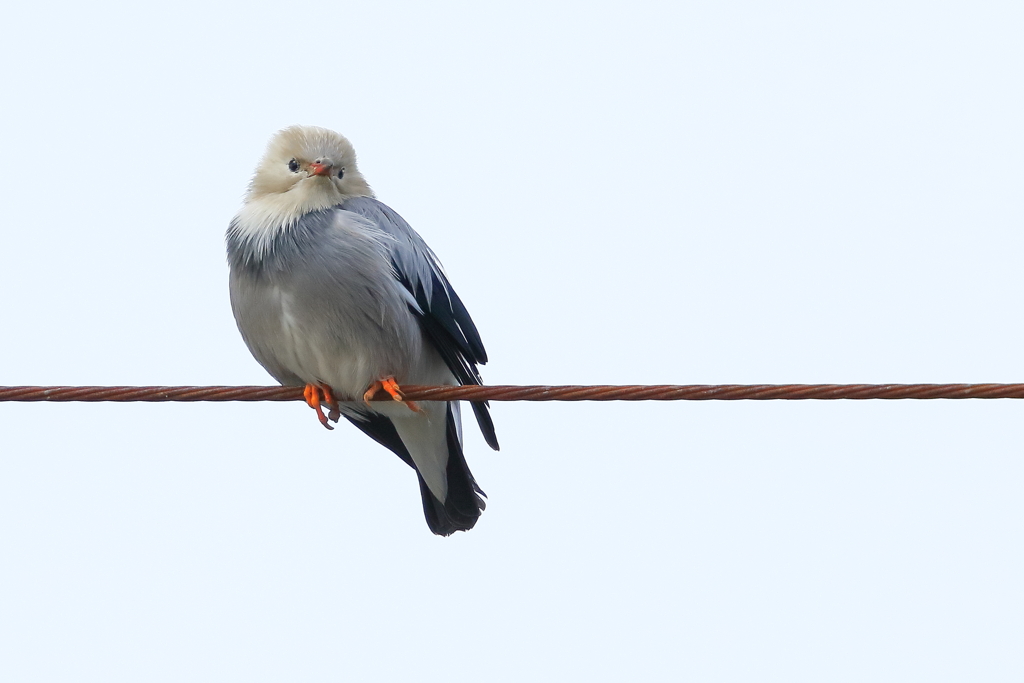 ギンムクドリ 1 20180215