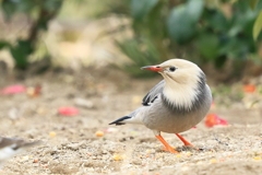ギンムクドリ 3 20180215
