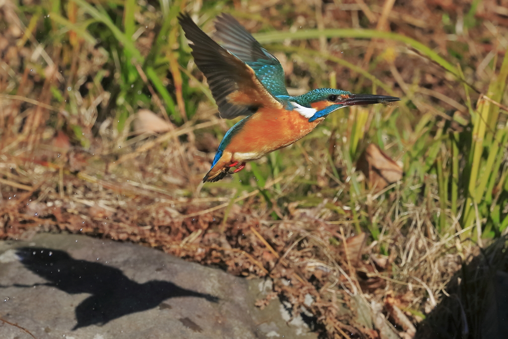 カワセミ　蔵出