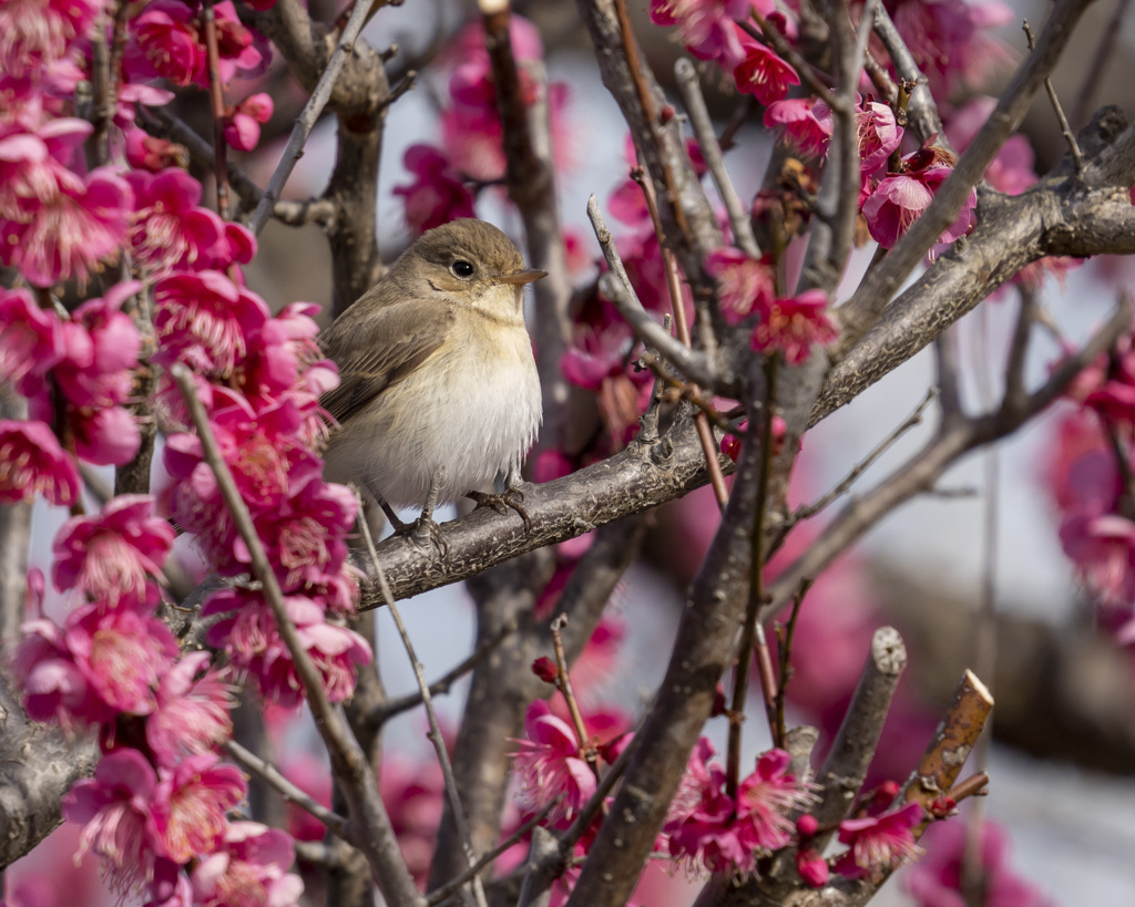 ニシオジロビタキ - 1  20200207