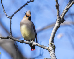 ヒレンジャク　20200211