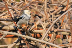 ギンムクドリ 2 20180211
