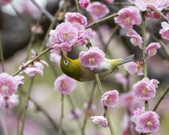 メジロ - 5  20200225