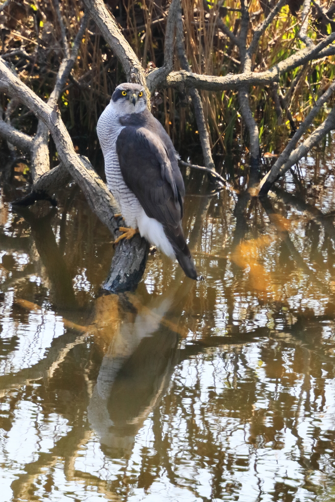 オオタカ 3 20180314