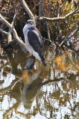 オオタカ 3 20180314