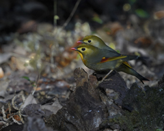 ソウシチョウ　20201223
