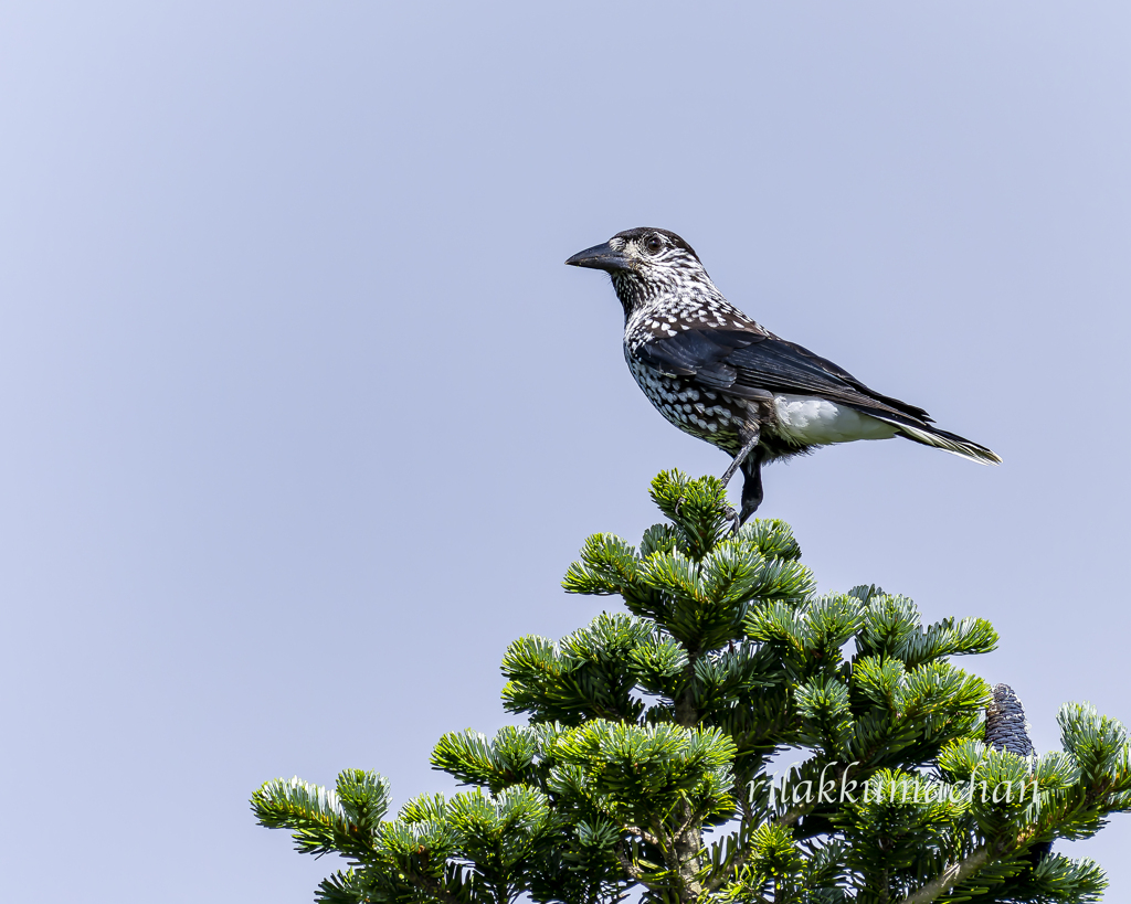 ホシガラス - 1　20220731