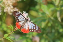 アサギマダラ - 1 20181018