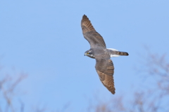 オオタカ 2 20180312