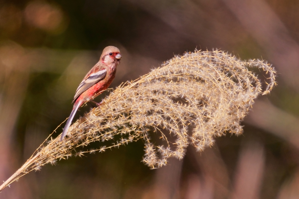 ベニマシコ - 2  20191129