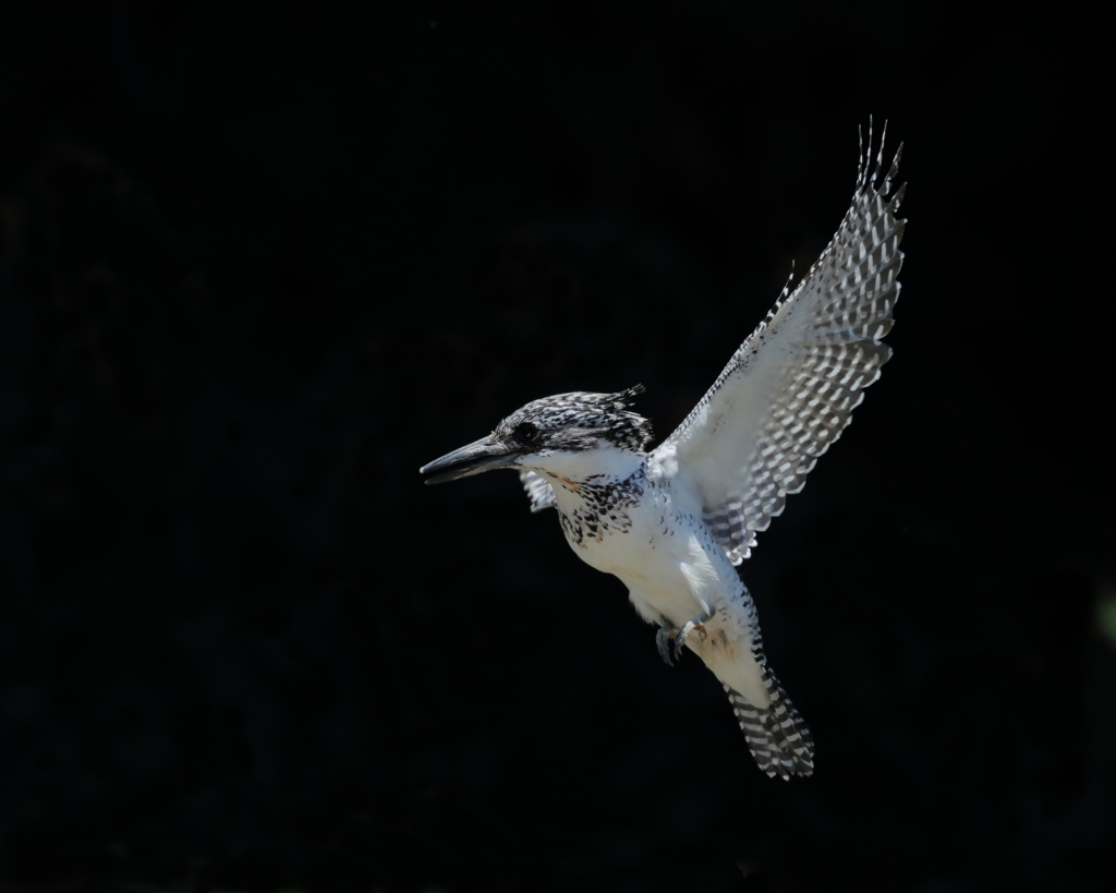 ヤマセミ - 4  20190522