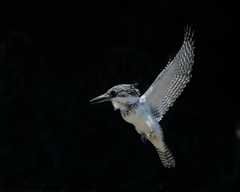 ヤマセミ - 4  20190522