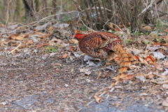 ヤマドリ -1 20180327