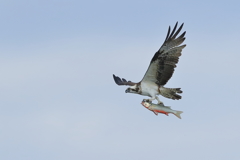 ミサゴ - 2 20181031