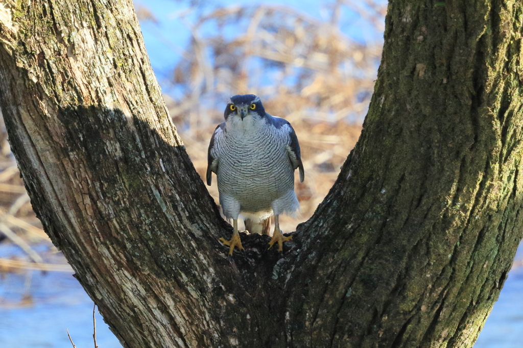 オオタカ 3 20180309