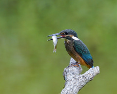 カワセミ　20200929