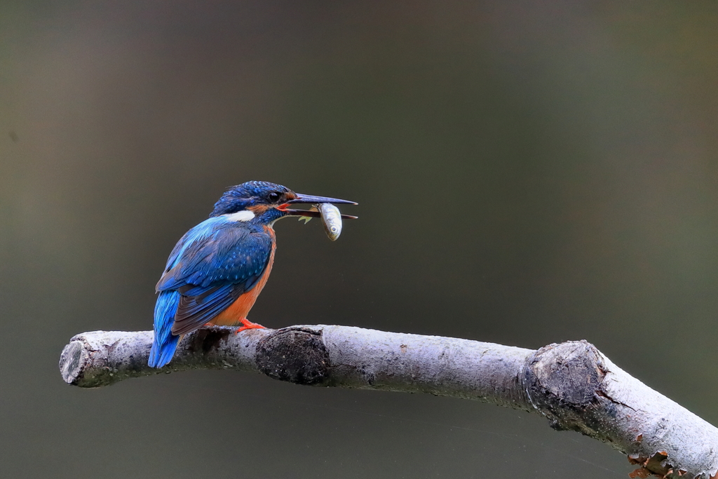 カワセミ -2  20190717