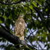オオタカ(幼鳥)　20220624