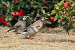 ギンムクドリ 1 20180216