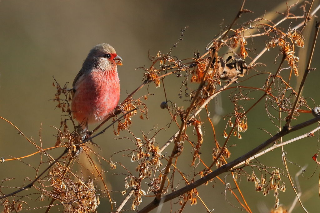  ベニマシコ　20171215
