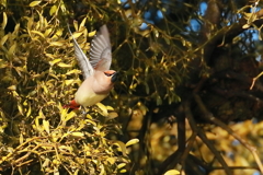 ヒレンジャク 2 20180209