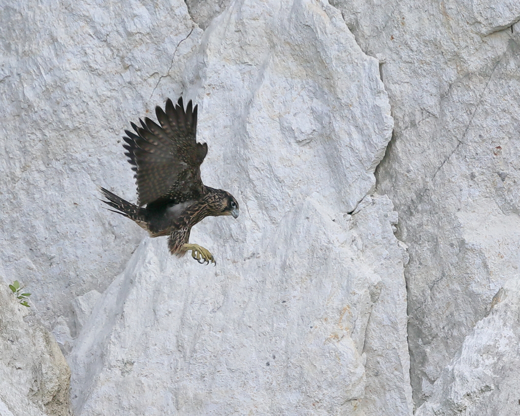 ハヤブサ（幼鳥・初飛行(初ジャンプ )）20190529