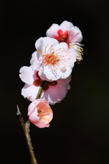 梅・名古屋市農業センター 2 20180317