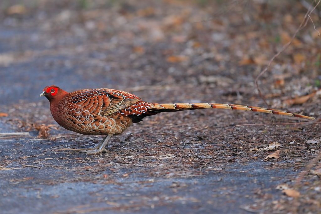 ヤマドリ -2 20180327