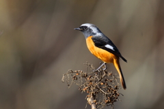 ジョウビタキ　20191129