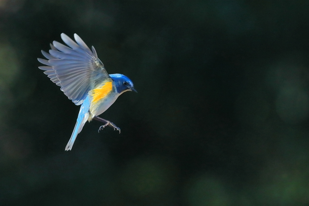 ルリビタキ　20180104