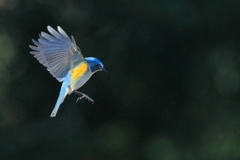 ルリビタキ　20180104