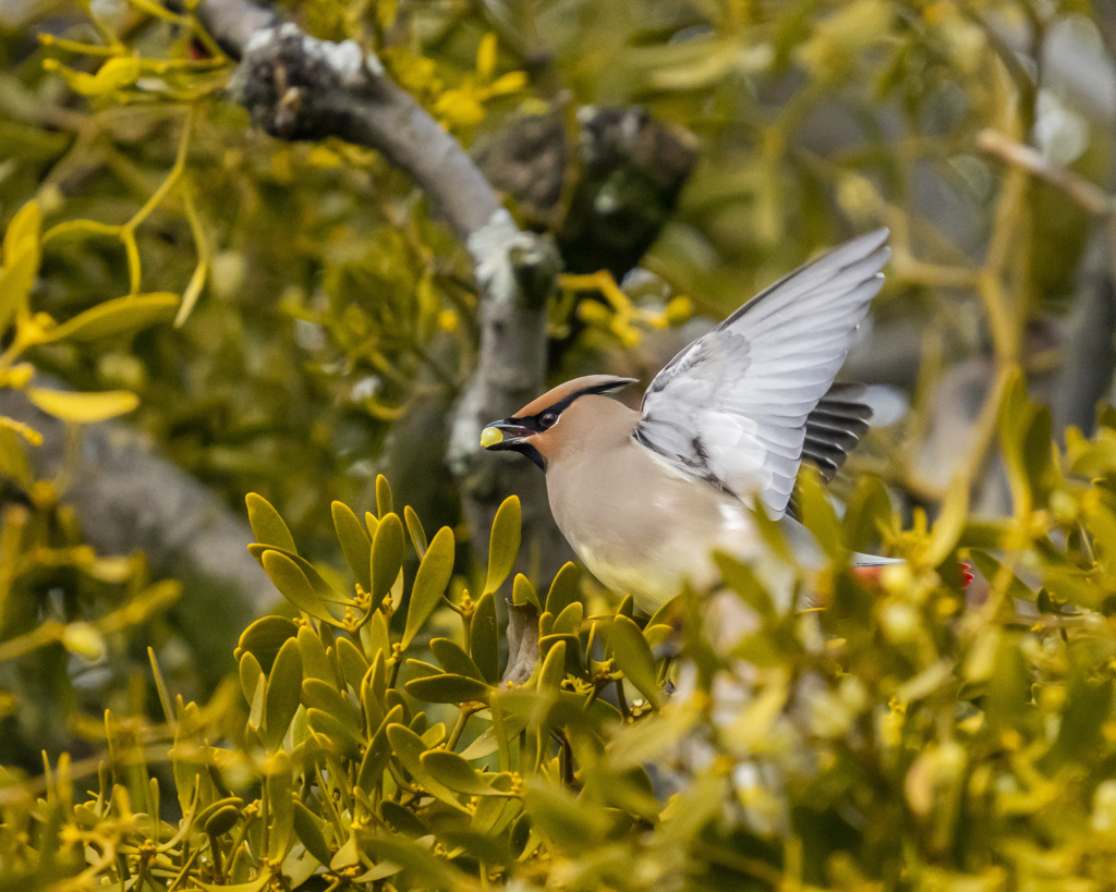 ヒレンジャク - 2  20200213