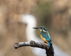 カワセミ - 1　20200129